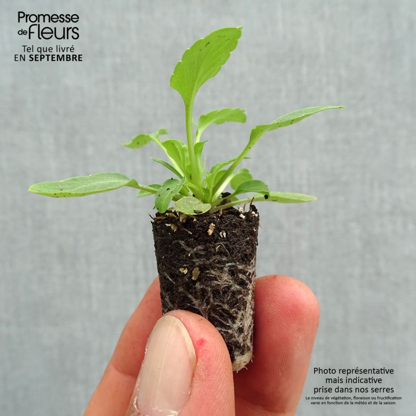 Exemplar von Stiefmütterchen Cool Wave Purple Wing Mini-Plug Ø 1,5/2,5 cm wie im Herbst geliefert