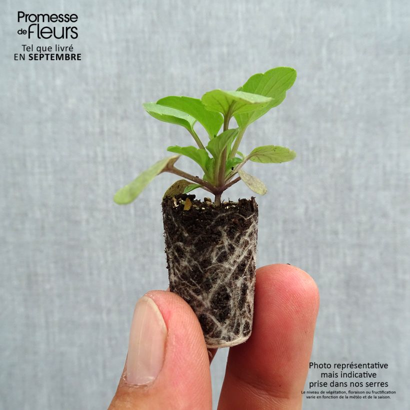 Exemplar von Stiefmütterchen Cool Wave Raspberry Mini-Plug Ø 1,5/2,5 cm wie im Herbst geliefert