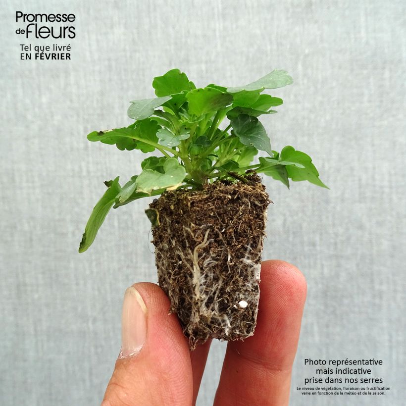 Exemplar von Stiefmütterchen Cool Wave Red Wing Jardi-Plug: Wurzelballen 3,8 cm x 3,2 cm in Anzuchtplatte à 15 Stück. wie im Herbst geliefert