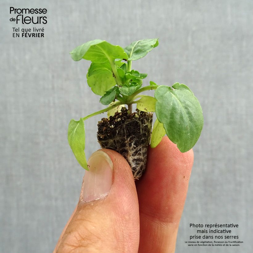 Exemplar von Stiefmütterchen Cool Wave White Mini-Plug: Plug 2,2 cm x 2 cm in Anzuchtplatte à 35 Stück wie im Herbst geliefert