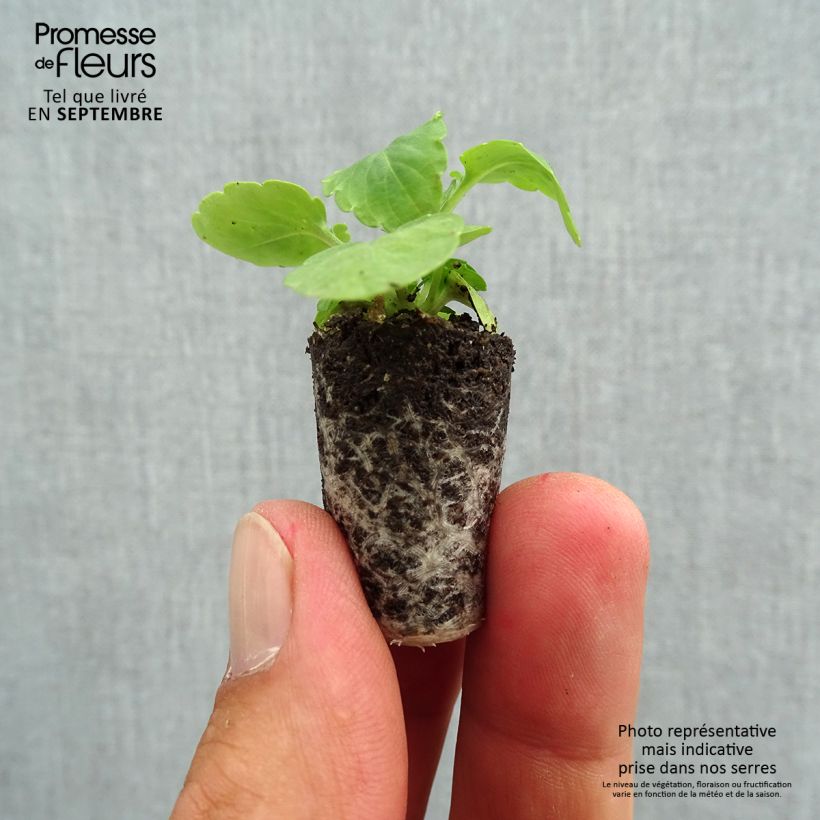 Exemplar von Stiefmütterchen Cool Wave White Mini-Plug Ø 1,5/2,5 cm wie im Herbst geliefert