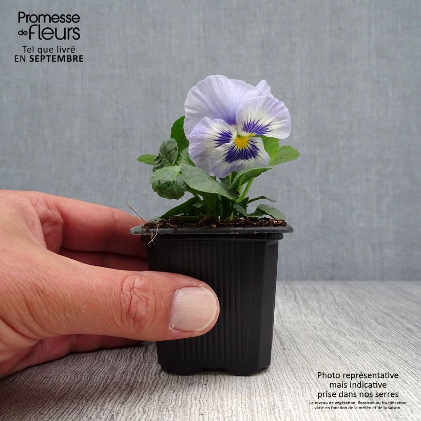 Exemplar von Stiefmütterchen Prim'Up Ocean Mix Kleine Töpfe von 7/8 cm wie im Herbst geliefert