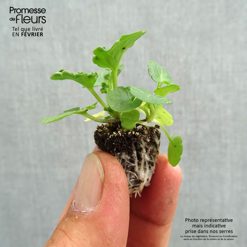 Exemplar von Stiefmütterchen Prim'Up Ocean Mix Mini-Plug: Plug 2,2 cm x 2 cm in Anzuchtplatte à 35 Stück wie im Herbst geliefert