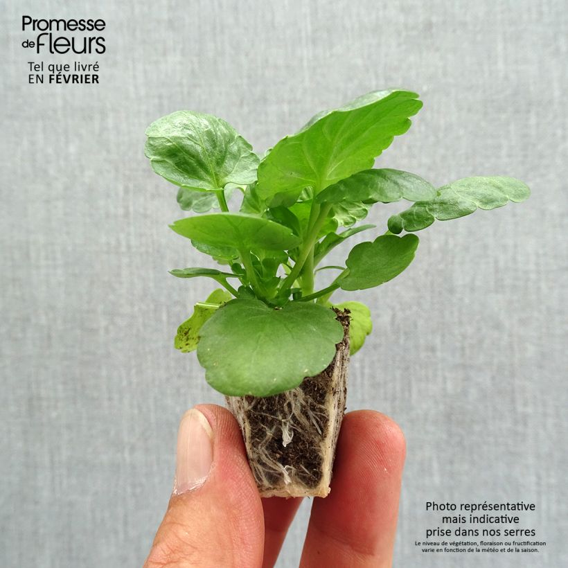 Exemplar von Stiefmütterchen Prim'Up Ocean Mix Jardi-Plug: Wurzelballen 3,8 cm x 3,2 cm in Anzuchtplatte à 15 Stück. wie im Herbst geliefert