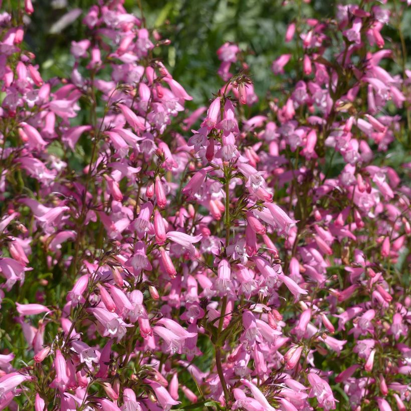 Penstemon Evelyn - Bartfaden (Flowering)