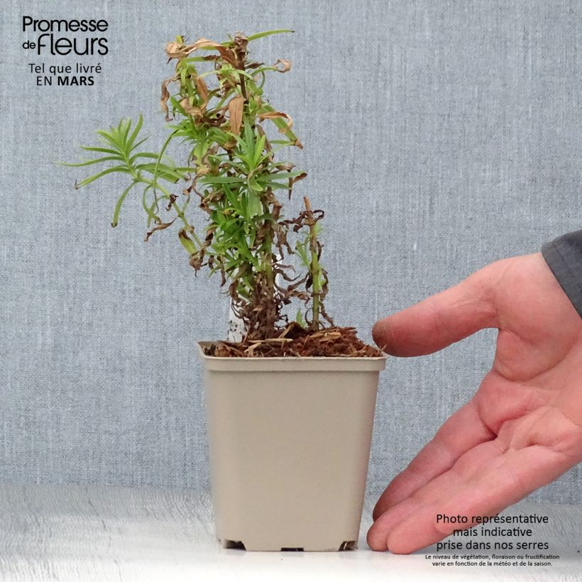 Exemplar von Penstemon Harlequin Magenta - Bartfaden Topf mit 2L/3L wie im Frühjahr geliefert