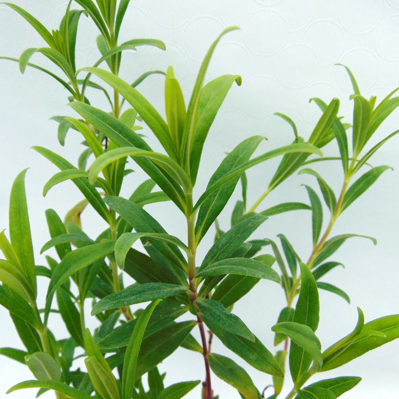 Penstemon Hewell Pink Bedder - Bartfaden (Foliage)