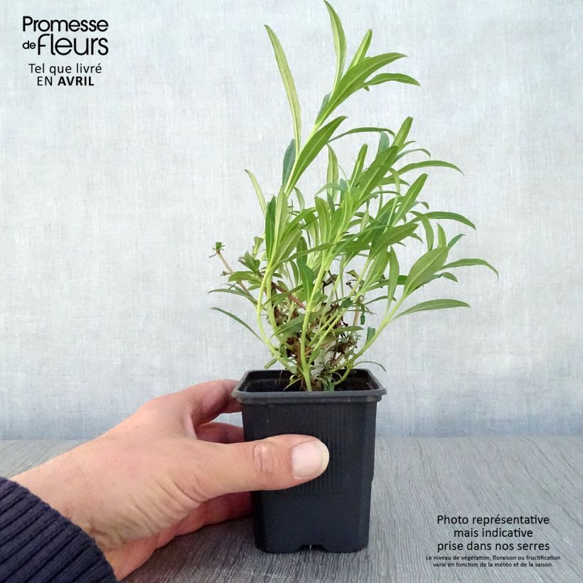 Example of Penstemon Hewell Pink Bedder - Bartfaden Kleine Töpfe von 8/9 cm as you get in printemps