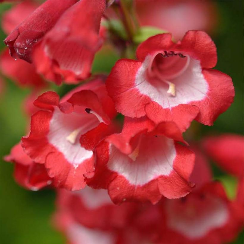 Penstemon Le Phare - Bartfaden (Flowering)