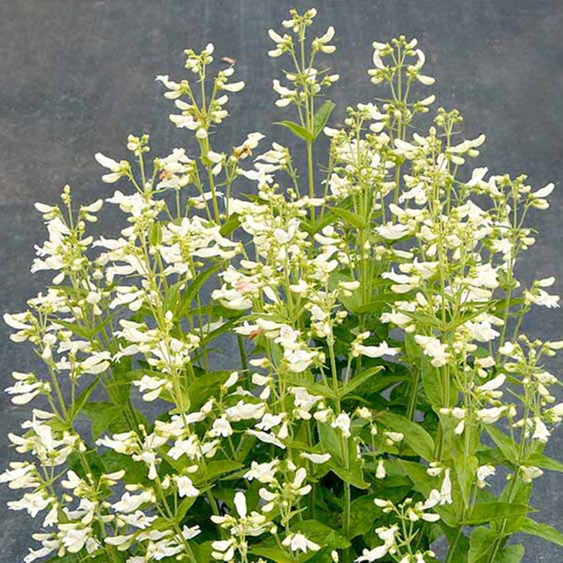 Penstemon Nova Pearl - Galane (Blüte)