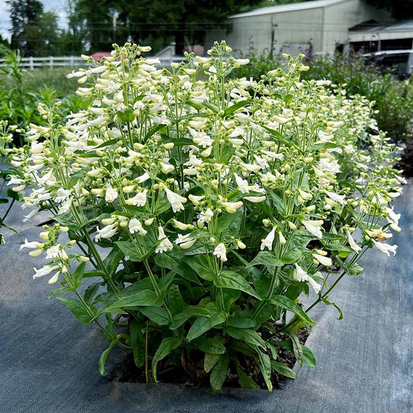 Penstemon Nova Pearl - Galane (Wuchs)