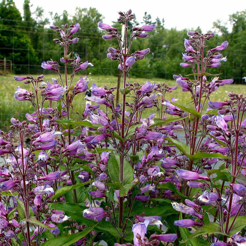 Penstemon Nova Twilight - Galane (Blüte)