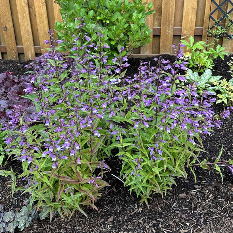 Penstemon Nova Twilight - Galane (Wuchs)