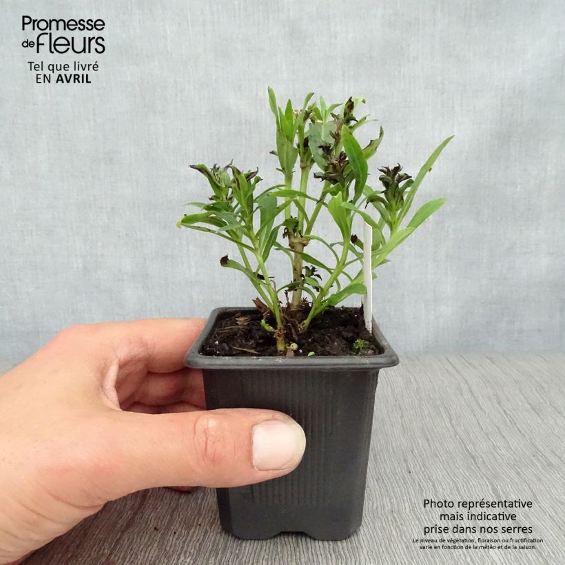 Exemplar von Penstemon Pensham Laura - Bartfaden Kleine Töpfe von 8/9 cm wie im Frühjahr geliefert