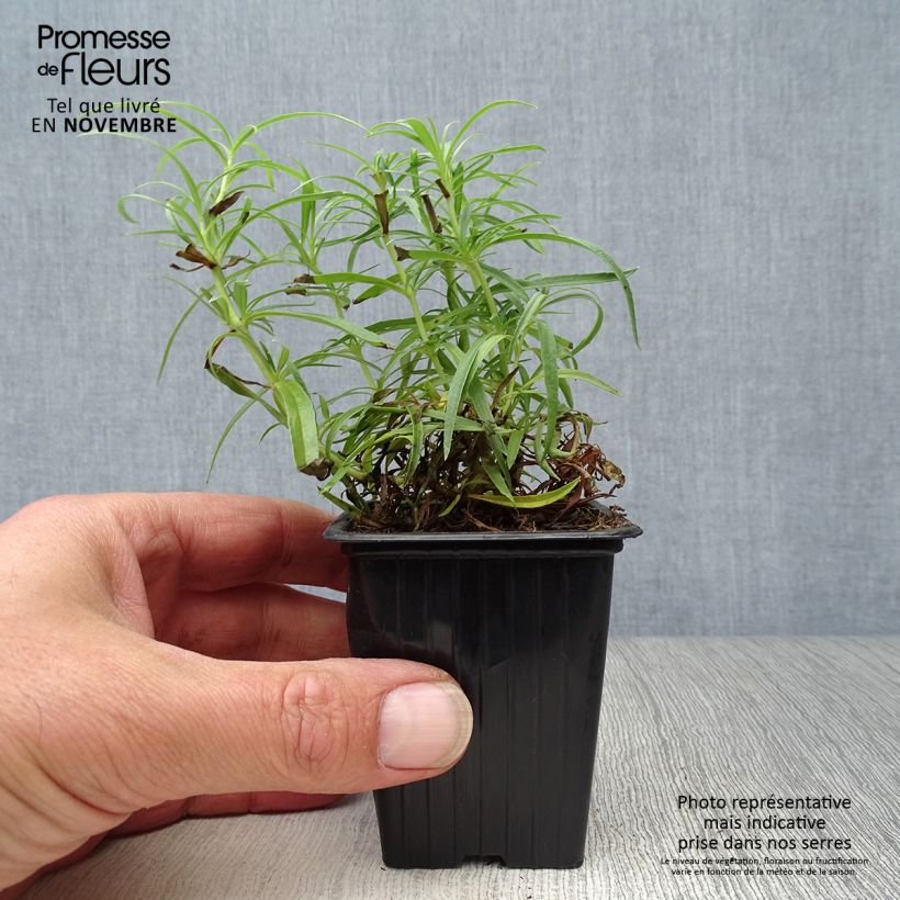 Exemplar von Penstemon Polaris Rose - Bartfaden Kleine Töpfe von 7/8 cm wie im Herbst geliefert