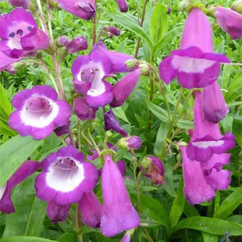 Penstemon Purple Passion - Bartfaden (Flowering)