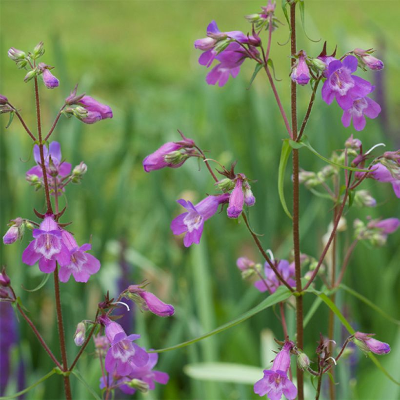 Penstemon Sour Grapes - Bartfaden (Flowering)