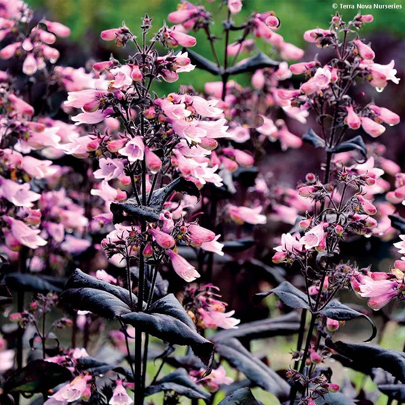 Penstemon digitalis Dakota Burgundy - Fingerhutförmiger Bartfaden (Blüte)