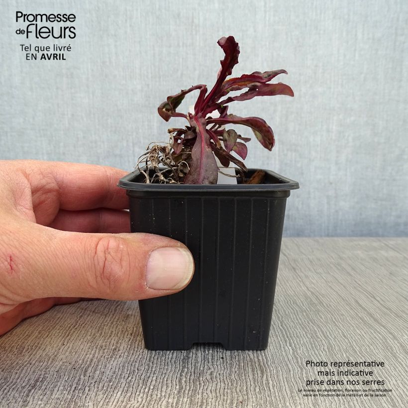 Exemplar von Penstemon digitalis Dakota Burgundy - Fingerhutförmiger Bartfaden Kleine Töpfe von 8/9 cm wie im Frühjahr geliefert