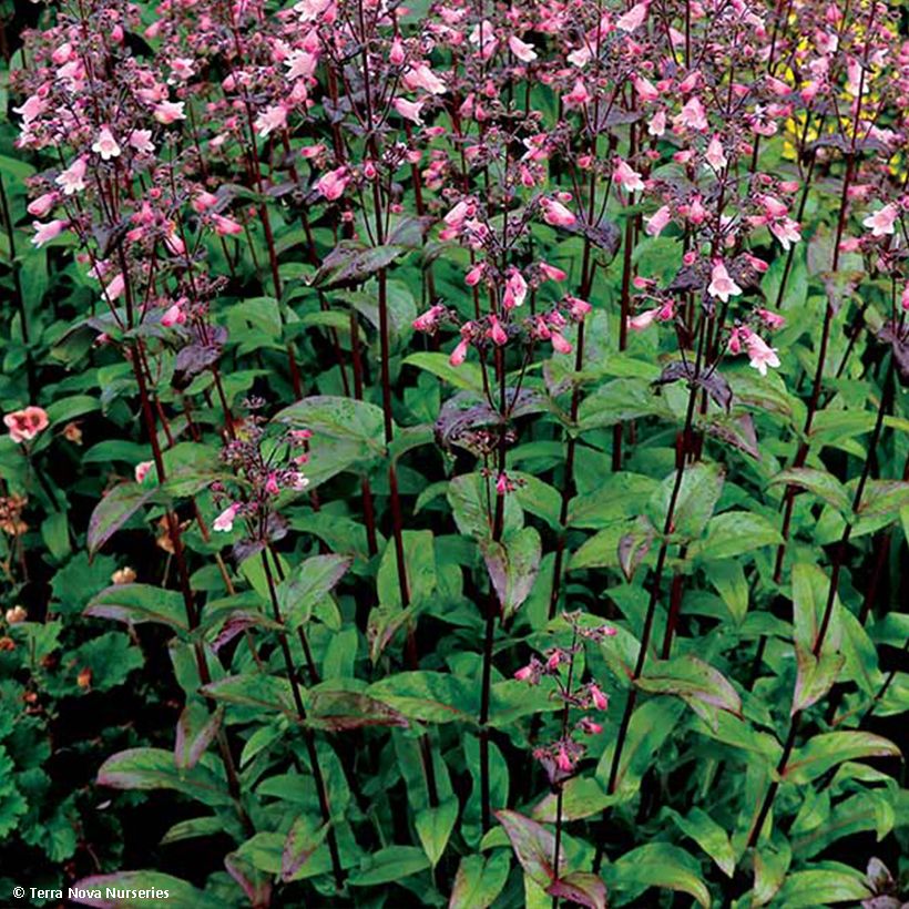 Penstemon digitalis Dakota Verde - Fingerhutförmiger Bartfaden (Laub)