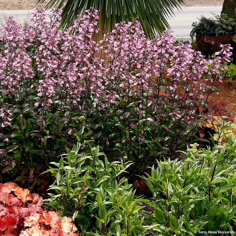Penstemon digitalis Dakota Verde - Fingerhutförmiger Bartfaden (Wuchs)