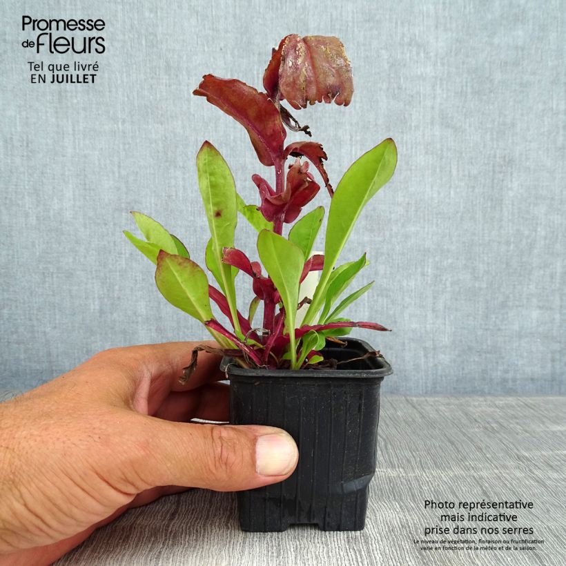 Exemplar von Penstemon digitalis Dakota Verde - Fingerhutförmiger Bartfaden Kleine Töpfe von 8/9 cm wie im Sommer geliefert