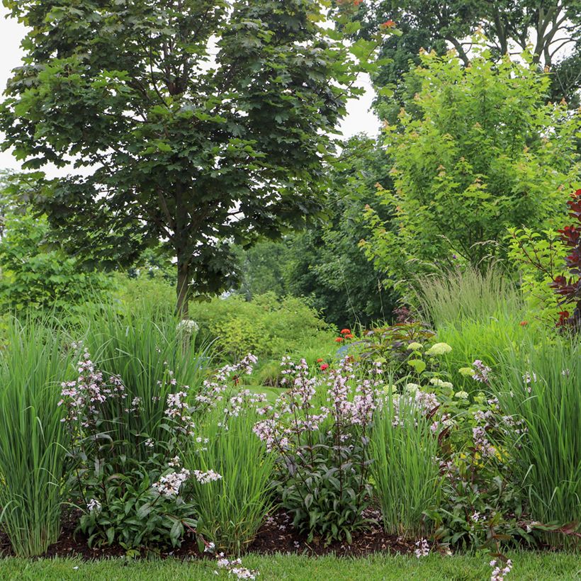 Penstemon digitalis Dark Towers - Fingerhutförmiger Bartfaden (Wuchs)