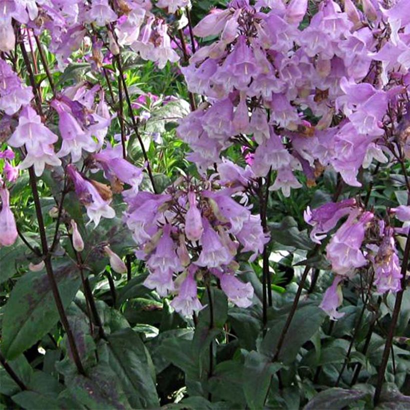 Penstemon digitalis Pocahontas - Fingerhutförmiger Bartfaden (Blüte)