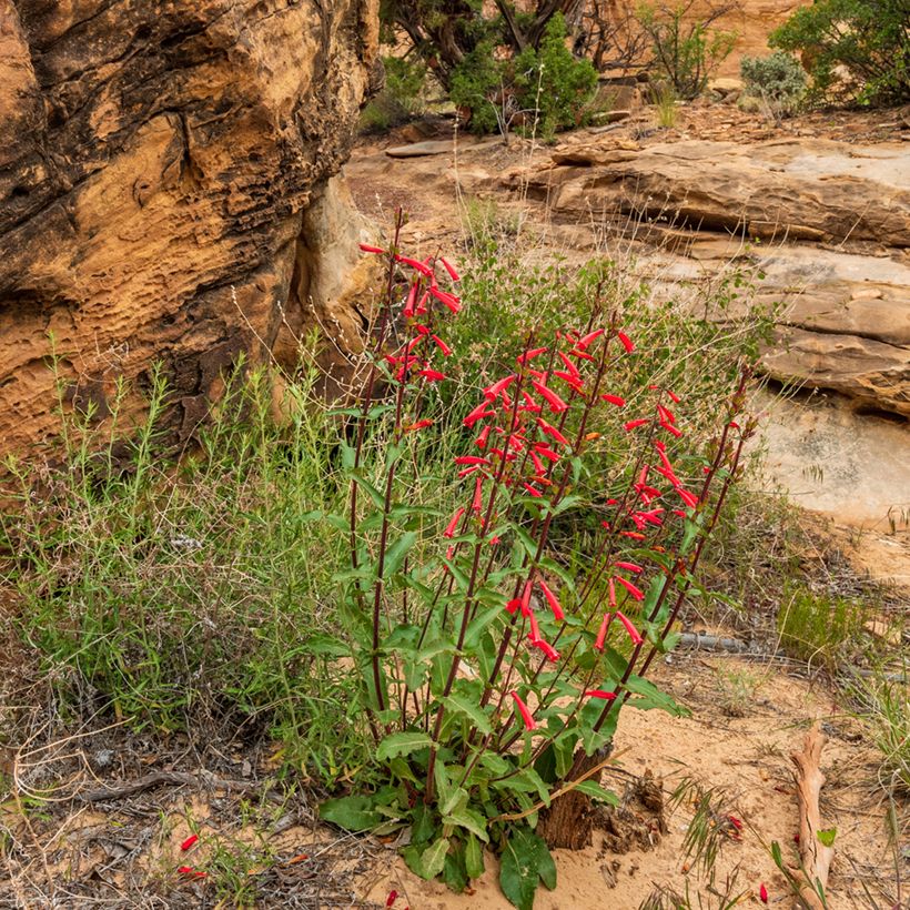 Penstemon eatonii - Penstémon d'Eaton, galane (Wuchs)