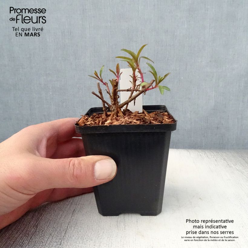 Exemplar von Penstemon glaber - Bartfaden Kleine Töpfe von 8/9 cm wie im Frühjahr geliefert