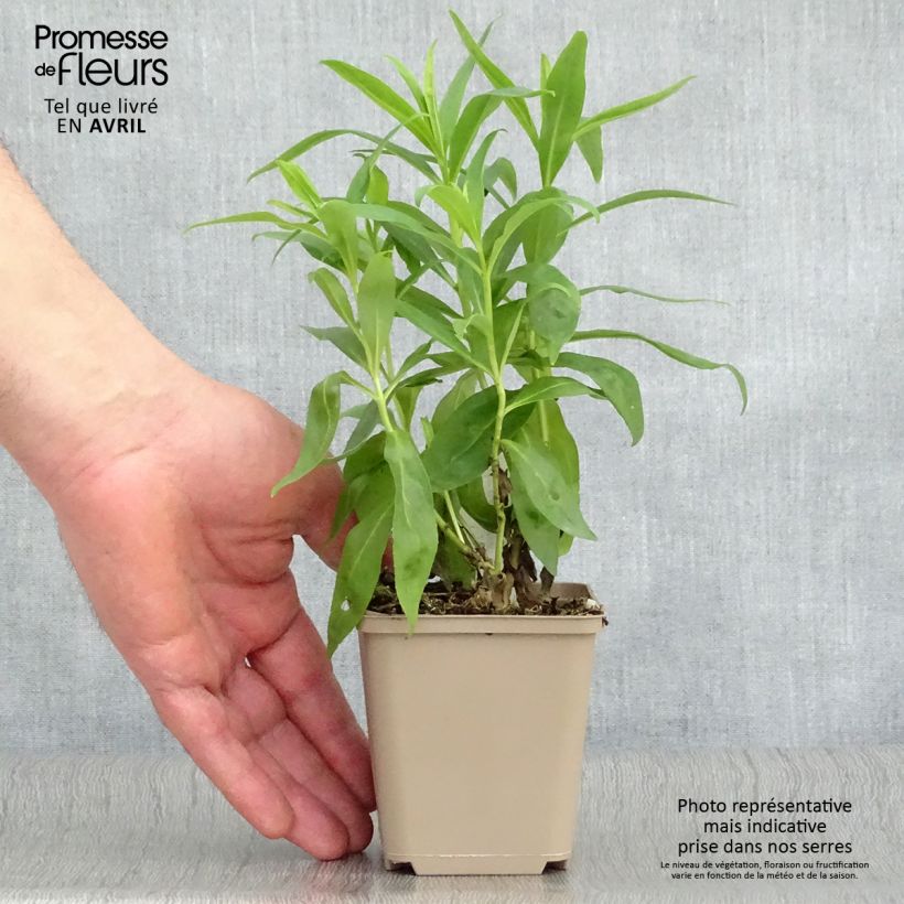 Example of Penstemon Alice Hindley - Bartfaden Kleine Töpfe von 8/9 cm as you get in printemps