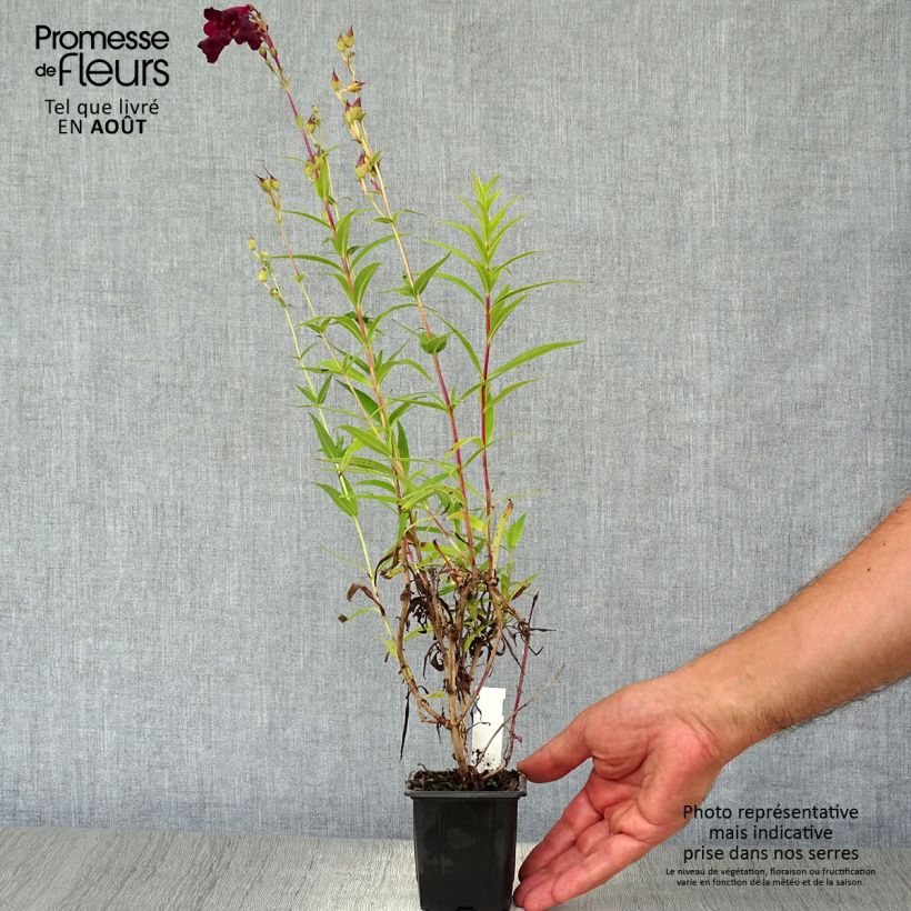 Exemplar von Penstemon Blackbird - Bartfaden Kleine Töpfe von 7/8 cm wie im Sommer geliefert