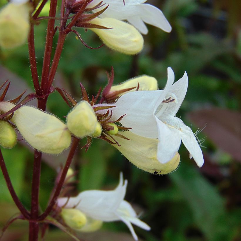Penstemon digitalis Husker Red - Fingerhutförmiger Bartfaden (Flowering)