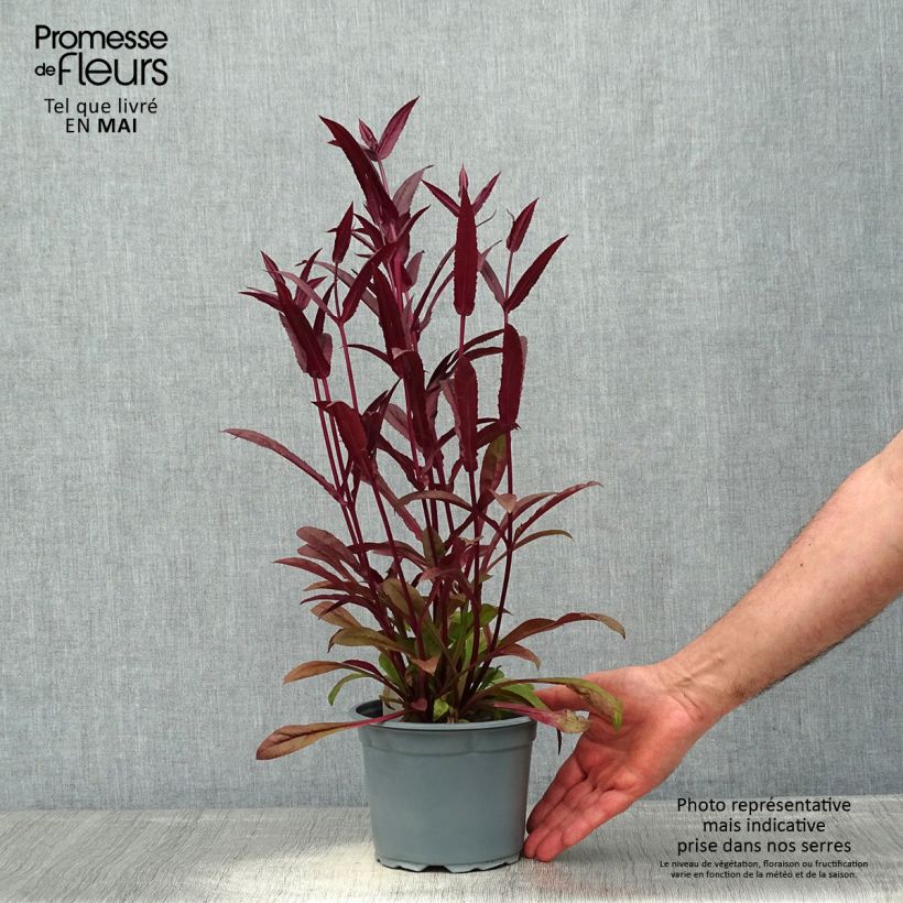 Example of Penstemon digitalis Husker Red - Fingerhutförmiger Bartfaden Topf mit 2L/3L as you get in printemps