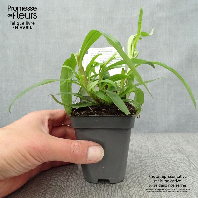 Example of Penstemon Midnight - Bartfaden Kleine Töpfe von 8/9 cm as you get in printemps