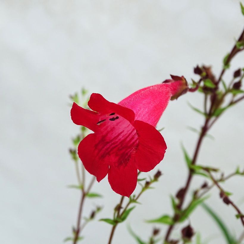 Penstemon Schoenholzeri - Bartfaden (Flowering)