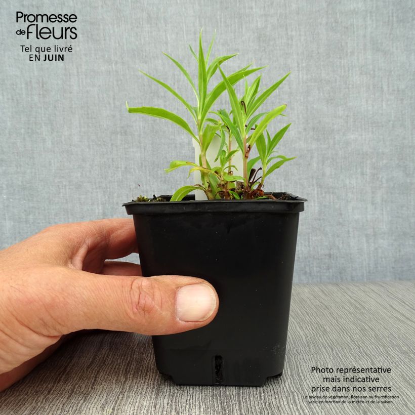 Exemplar von Penstemon Schoenholzeri - Bartfaden Kleine Töpfe von 8/9 cm wie im Sommer geliefert