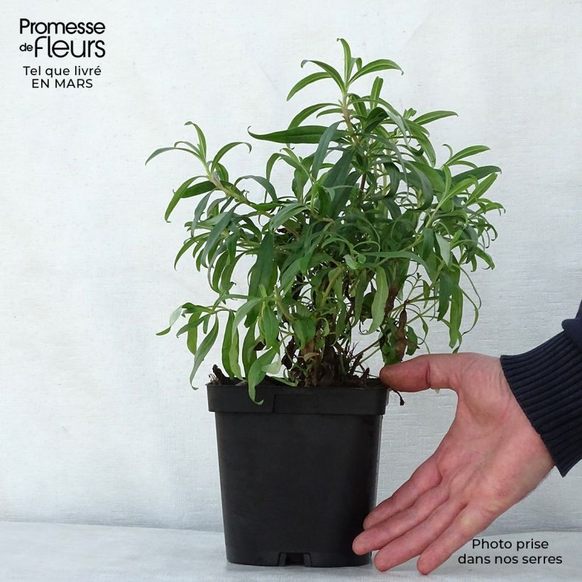 Example of Penstemon Schoenholzeri - Bartfaden Topf mit 2L/3L as you get in printemps