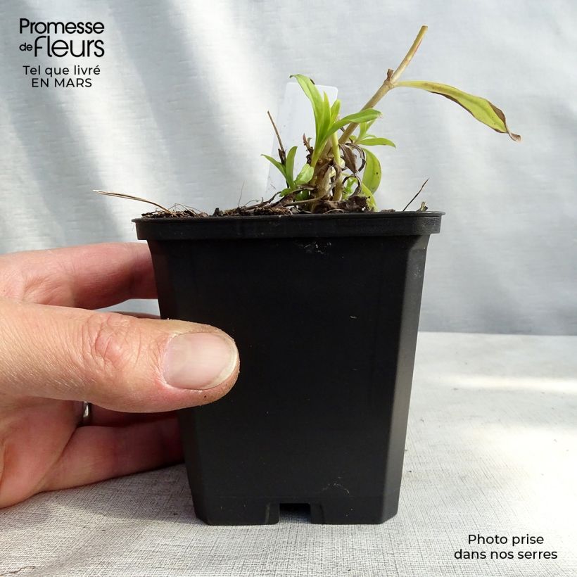 Exemplar von Penstemon White Bedder - Bartfaden Kleine Töpfe von 8/9 cm wie im Frühjahr geliefert