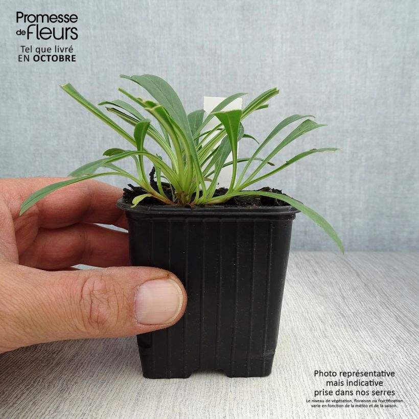 Exemplar von Penstemon strictus - Bartfaden Kleine Töpfe von 8/9 cm wie im Herbst geliefert