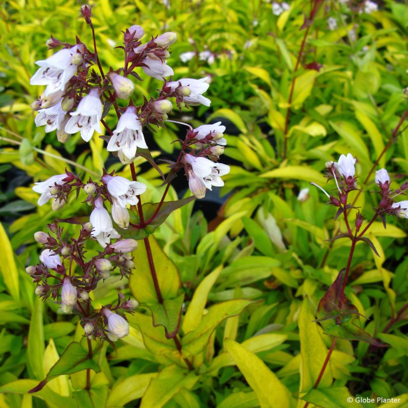 Penstemon digitalis Goldfinger - Fingerhutförmiger Bartfaden (Blüte)