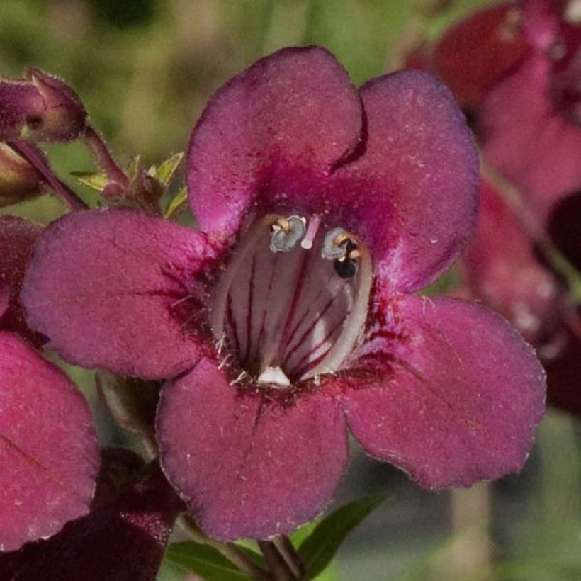 Penstemon Blackbird - Bartfaden (Flowering)