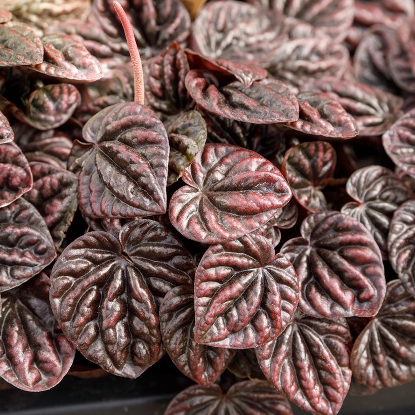 Peperomia caperata Luna - Zwergpfeffer (Foliage)