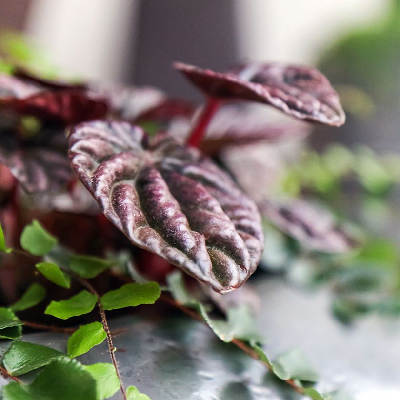 Peperomia caperata Montevideo - Zwergpfeffer (Laub)