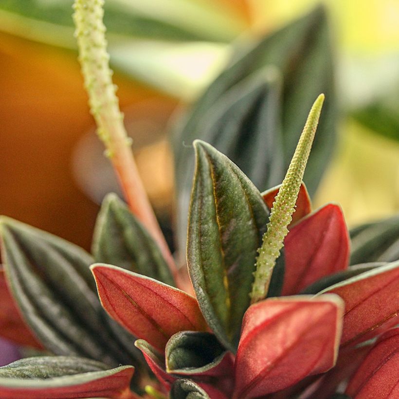 Peperomia caperata Rosso - Zwergpfeffer (Blüte)