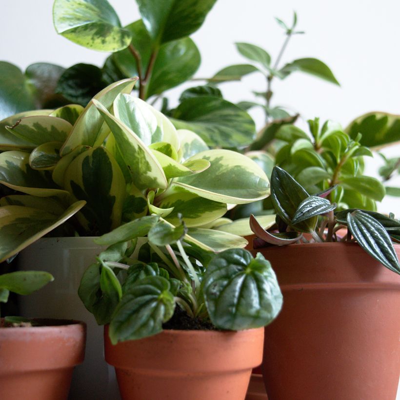 Peperomia obtusifolia Bicolor - Zwergpfeffer (Wuchs)