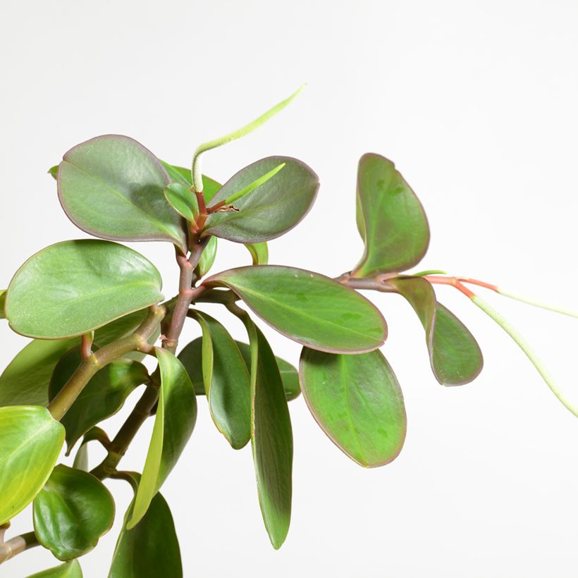 Peperomia obtusifolia Green - Zwergpfeffer (Blüte)