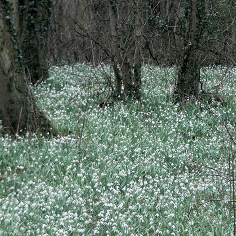 Galanthus elwesii - Großblütiges Schneeglöckchen (Wuchs)