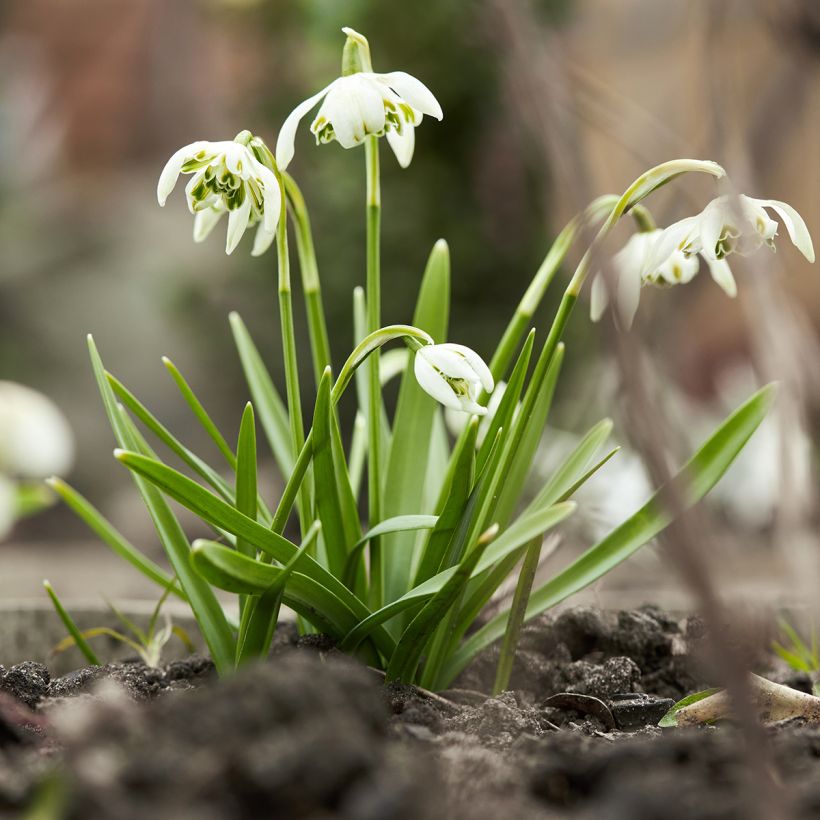 Galanthus nivalis f. pleniflorus Dionysus - Schneeglöckchen (Wuchs)
