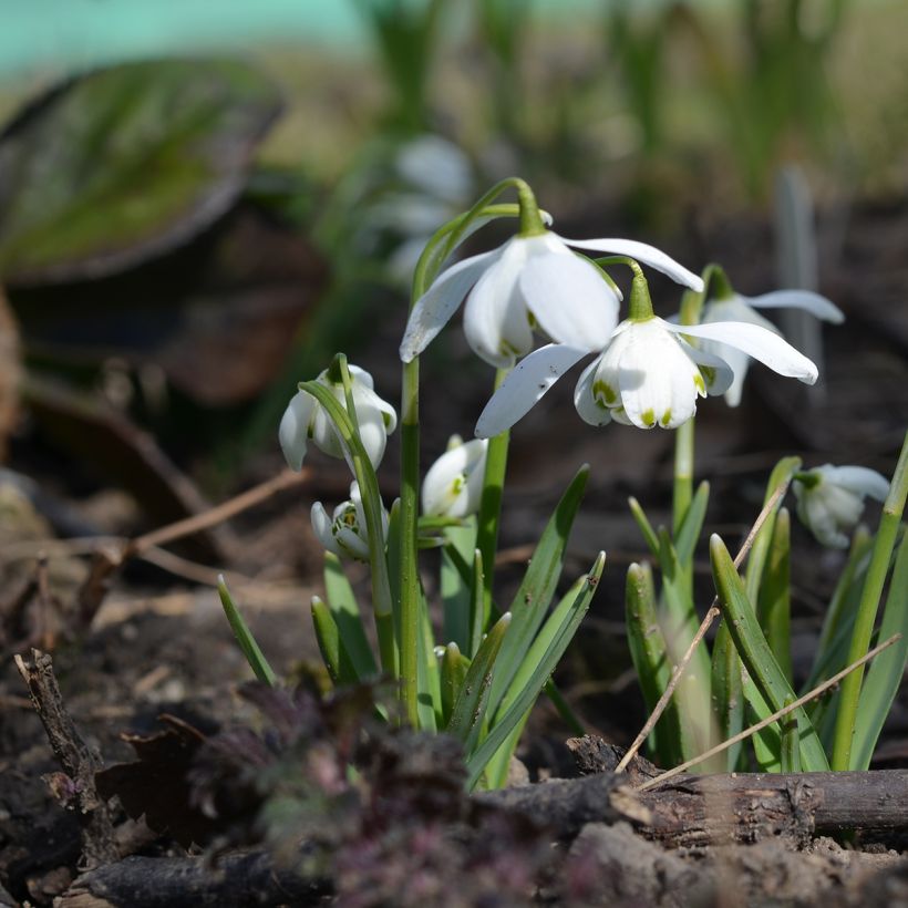 Galanthus nivalis f.pleniflorus Flore Pleno - Schneeglöckchen (Wuchs)